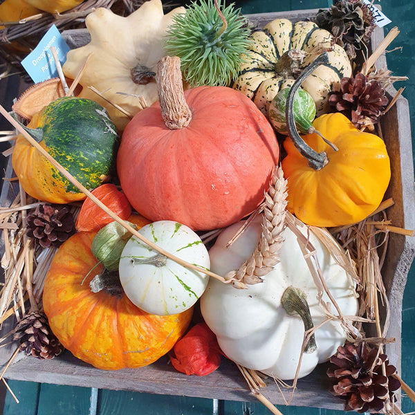 Pompoenenboerderij Hof van Heden - Extra open in de maand oktober